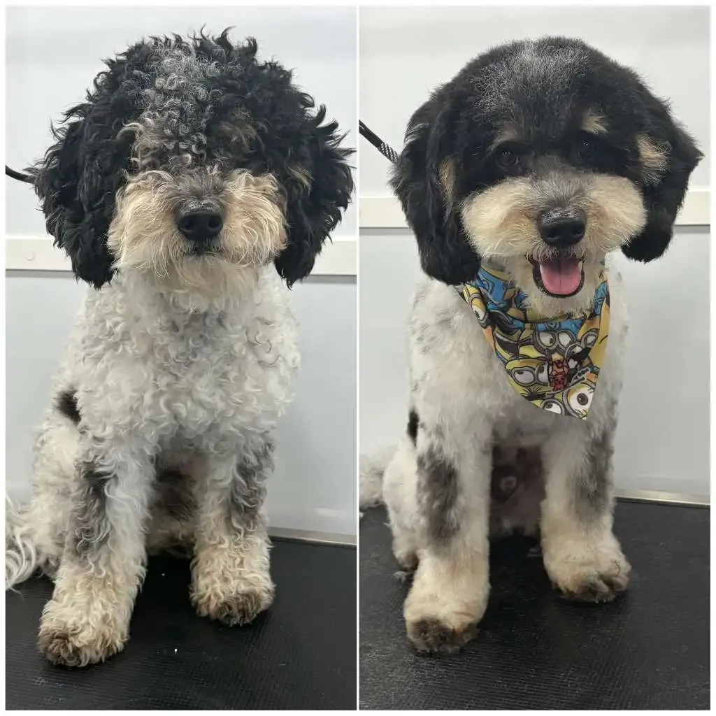 Happy dog transform 1