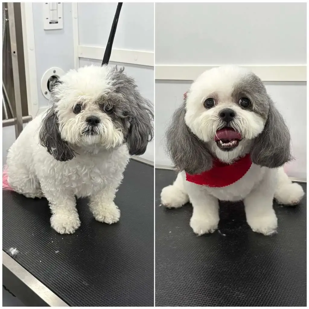 Happy dog transform 2