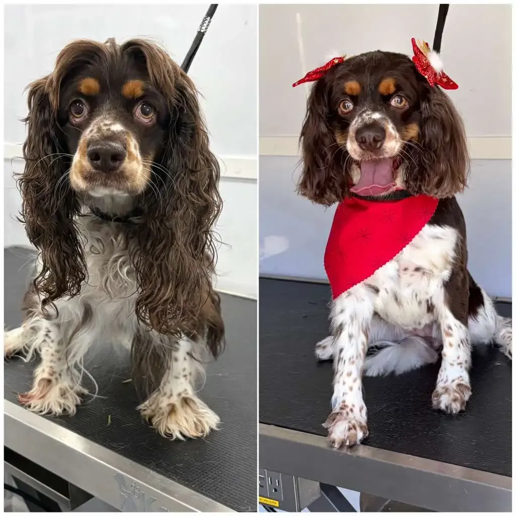 Happy dog transform 3