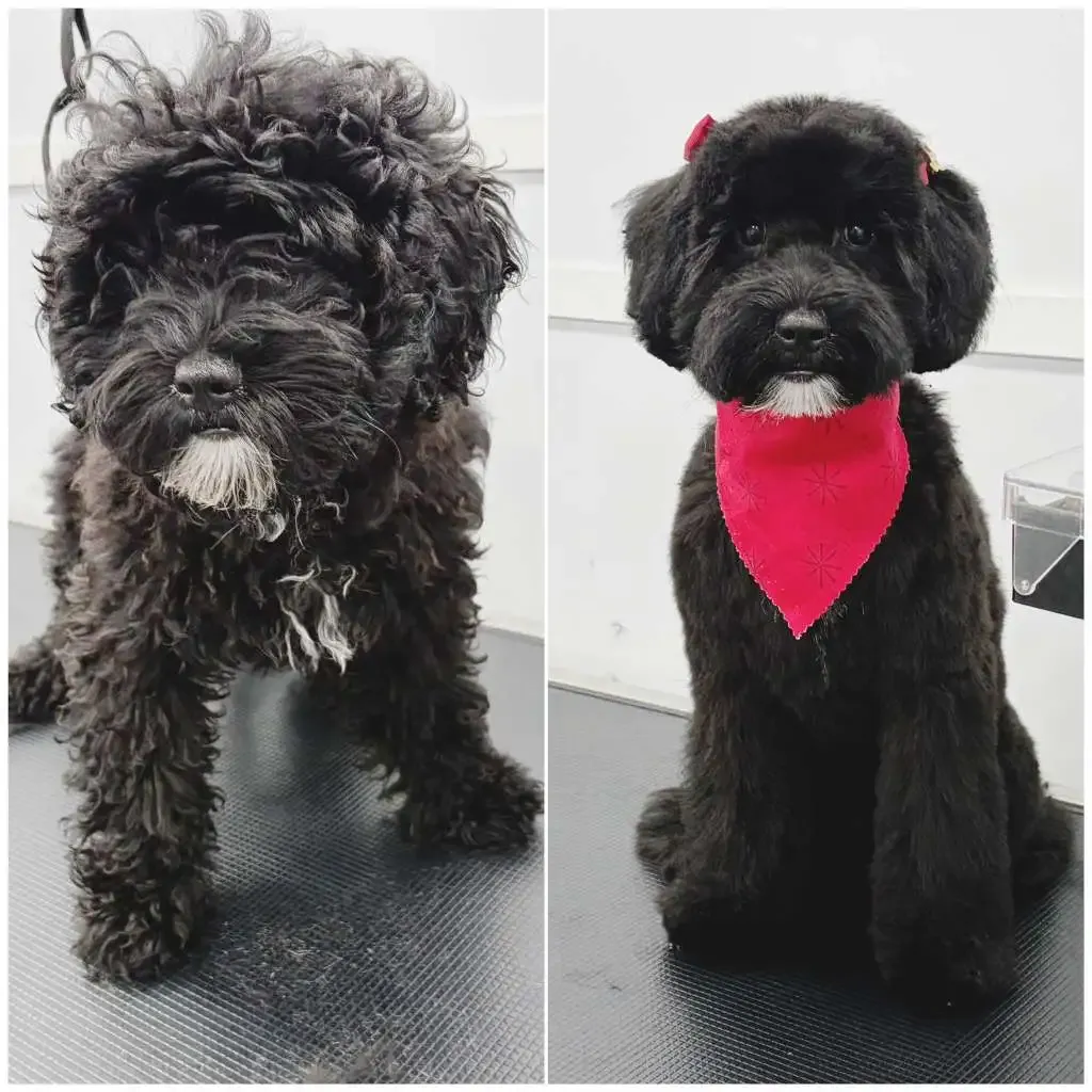 Happy dog transform 5