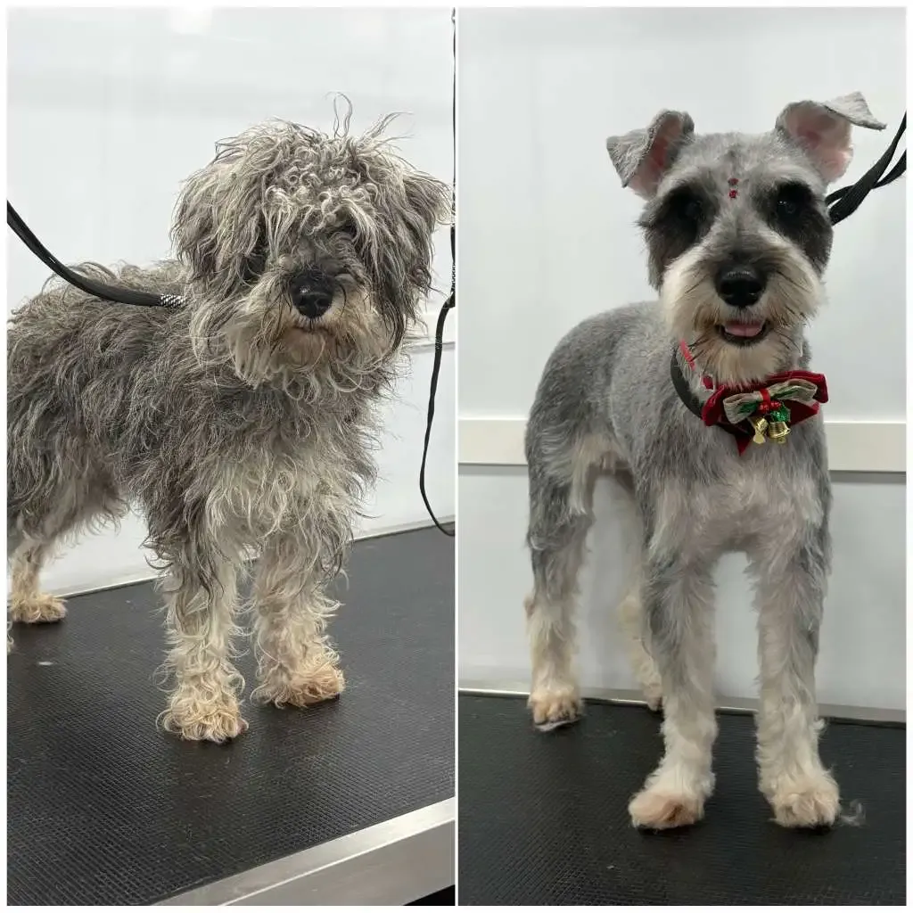 Happy dog transform 6