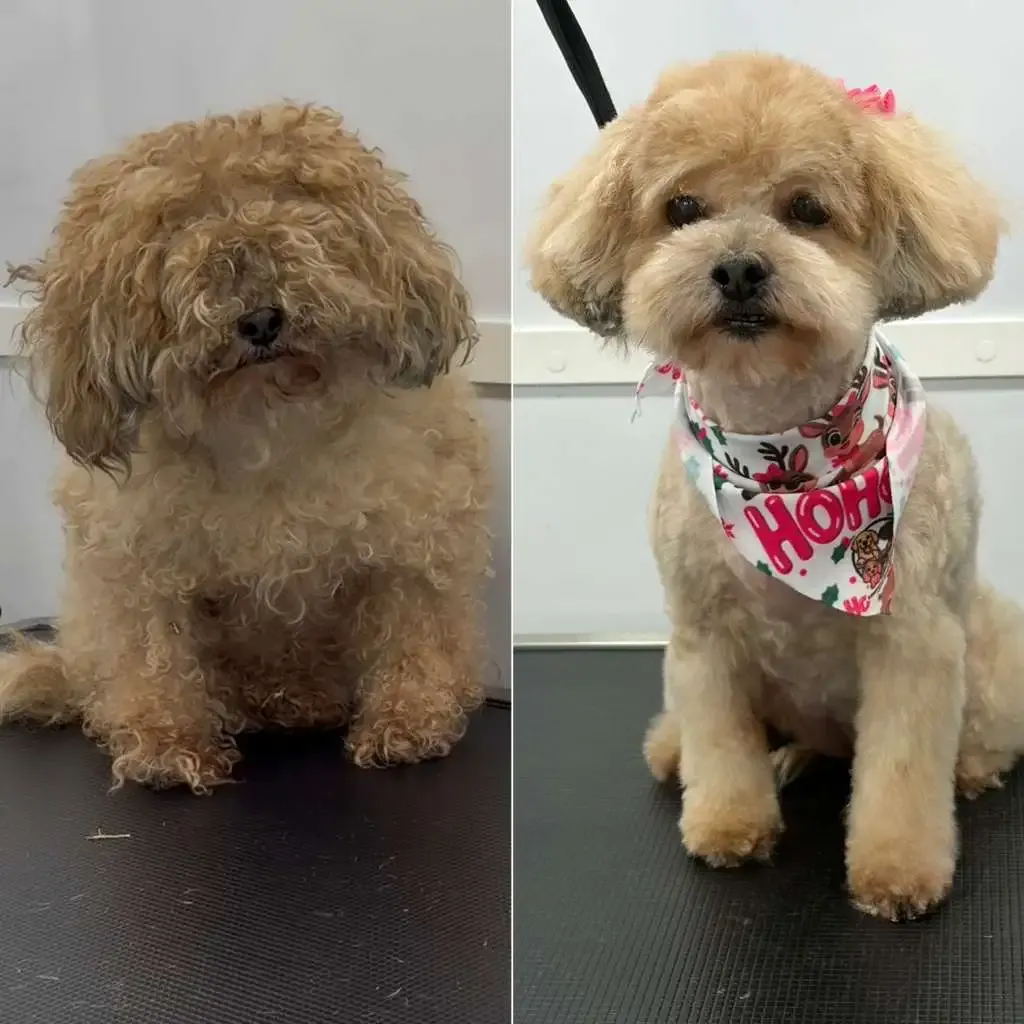 Happy dog transform 7